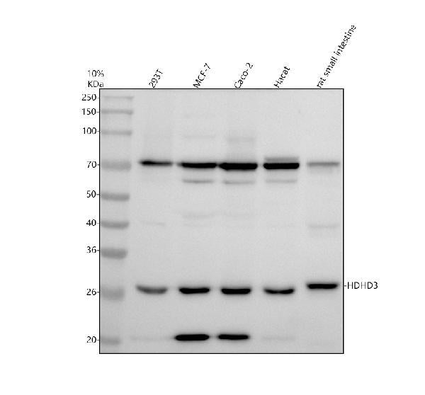 Anti-HDHD3 Antibody Picoband®