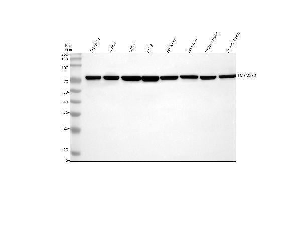 Anti-TMEM232 Antibody Picoband®
