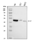 Anti-SLC25A51/52 Antibody Picoband®