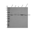 Anti-SNX32 Antibody Picoband®