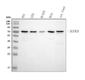 Anti-NTN3 Antibody Picoband®