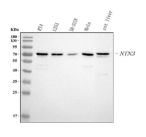 Anti-NTN3 Antibody Picoband®