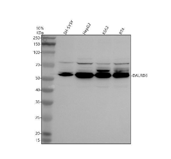 Anti-DALRD3 Antibody Picoband®