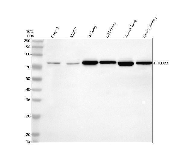 Anti-PHLDB3 Antibody Picoband®