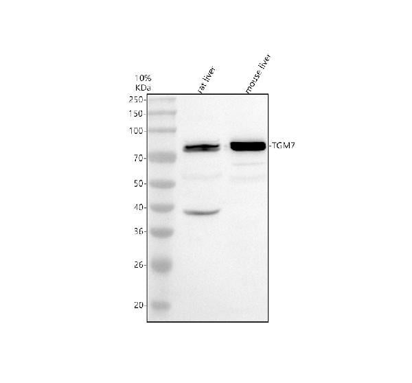 Anti-TGM7 Antibody Picoband®