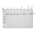 Anti-LMNTD2 Antibody Picoband®