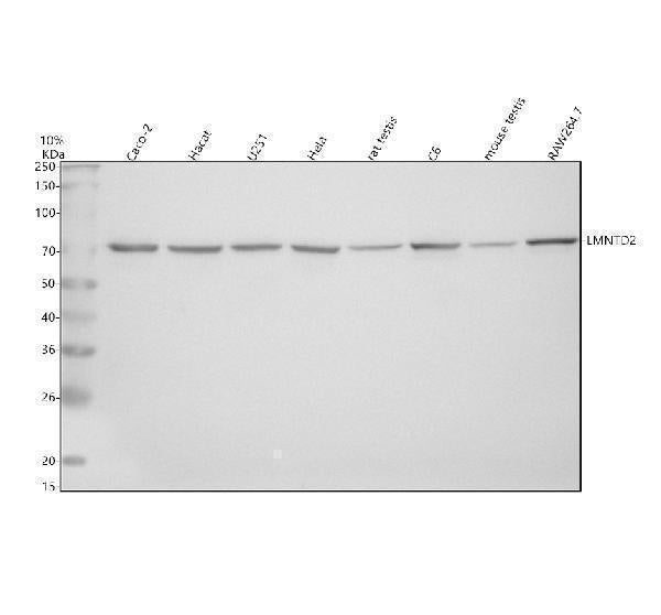 Anti-LMNTD2 Antibody Picoband®