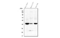 Anti-Tmem255b Antibody Picoband®