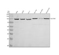 Anti-SLCO1B7 Antibody Picoband®
