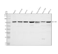 Anti-SLC15A5 Antibody Picoband®