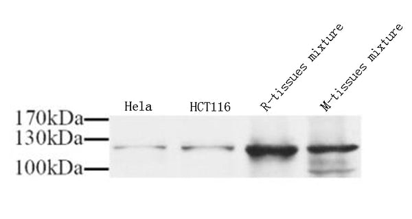 NOS3 Polyclonal Antibody – Figure 1 of 2