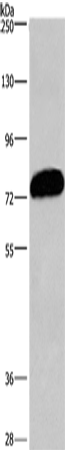 CDCP1 Polyclonal Antibody – Figure 1 of 4