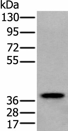 ZPBP Polyclonal Antibody – Figure 1 of 4