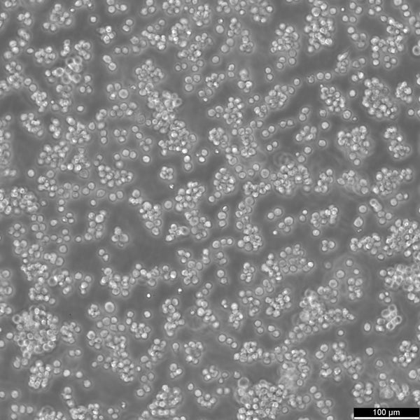 A20 cell