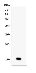 Anti-CCL6 Antibody Picoband®