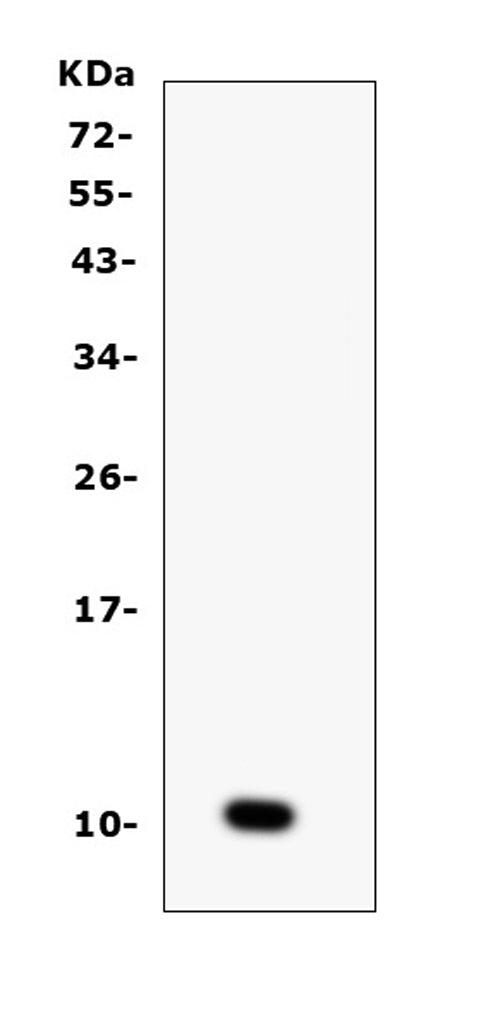 Anti-CCL6 Antibody Picoband®