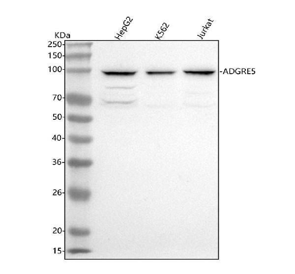Anti-ADGRE5 Antibody Picoband®