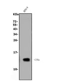 Anti-Sca1/Ly6A/E Antibody Picoband®