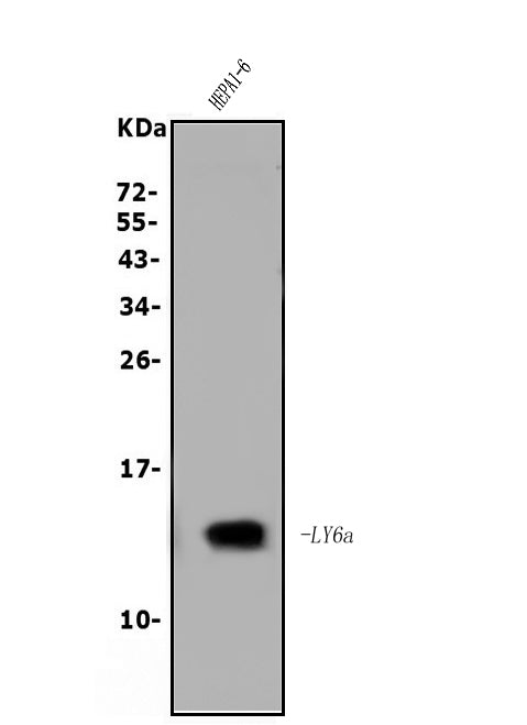 Anti-Sca1/Ly6A/E Antibody Picoband®