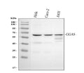 Anti-CGAS Antibody Picoband®