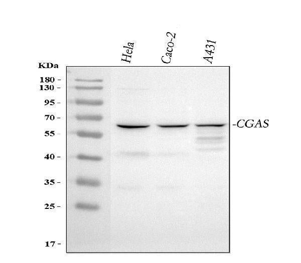 Anti-CGAS Antibody Picoband®