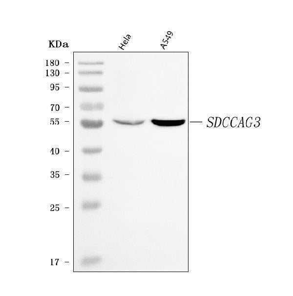 Anti-ENTR1 Antibody Picoband®