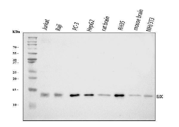 Anti-Elongin-C/ELOC Antibody Picoband®