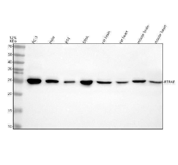 Anti-C14orf166/RTRAF Antibody Picoband®
