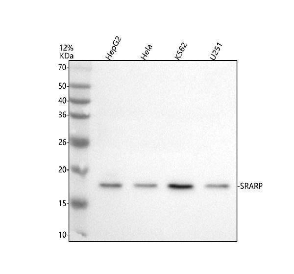 Anti-SRARP Antibody Picoband®