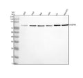 Anti-GSG2/HASPIN Antibody Picoband®