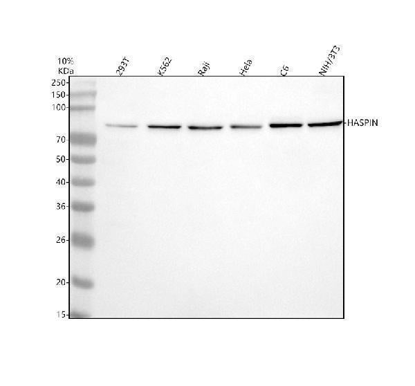 Anti-GSG2/HASPIN Antibody Picoband®