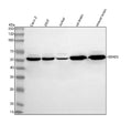 Anti-HDHD5 Antibody Picoband®