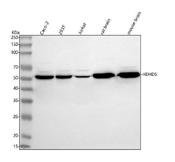 Anti-HDHD5 Antibody Picoband®