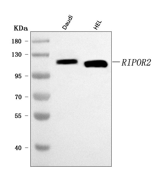Anti-FAM65B/RIPOR2 Antibody Picoband®