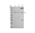 Anti-Twinkle/TWNK Antibody Picoband®