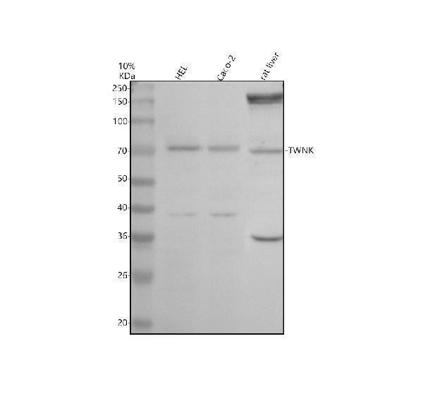 Anti-Twinkle/TWNK Antibody Picoband®