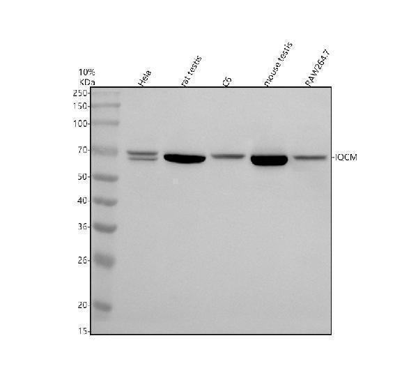 Anti-IQCM Antibody Picoband®