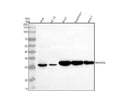 Anti-MARCOL Antibody Picoband®