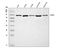 Anti-GRK3 Antibody Picoband®