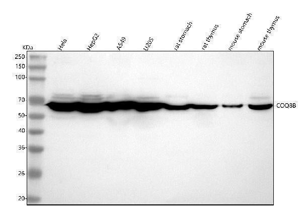 Anti-COQ8B Antibody Picoband®