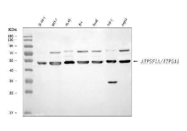 Anti-ATP5F1A Antibody Picoband®