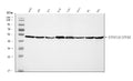 Anti-ATP5F1B Antibody Picoband®
