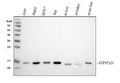 Anti-ATP5F1D Antibody Picoband®