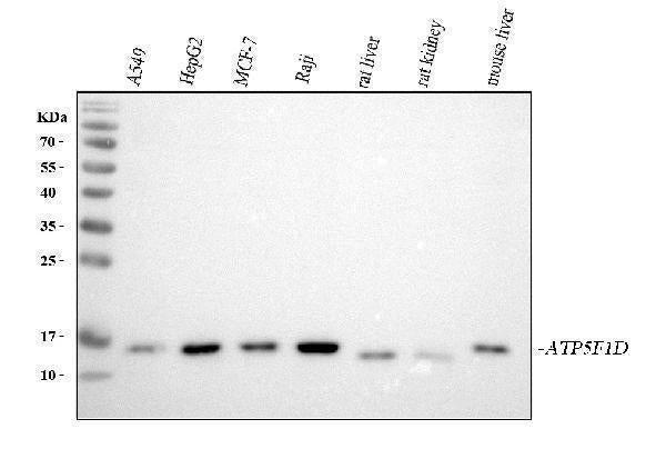 Anti-ATP5F1D Antibody Picoband®