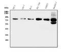 Anti-GRK2 Antibody Picoband®