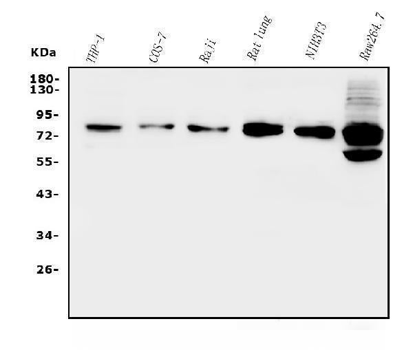 Anti-GRK2 Antibody Picoband®