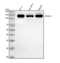 Anti-HDGFL2 Antibody Picoband®
