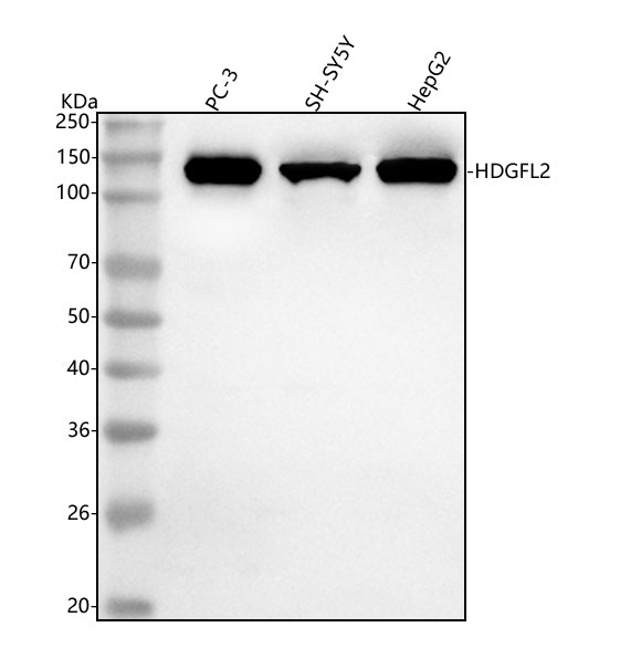 Anti-HDGFL2 Antibody Picoband®