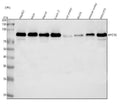 Anti-MYORG Antibody Picoband®