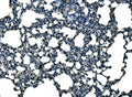 Anti-Ccl21a Antibody